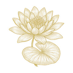 Fototapeta premium PNG Elegant golden lotus illustration.