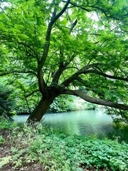 forest in the nederland