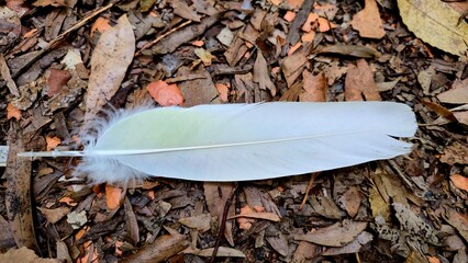 Fraser Island, Australia - 6 January 2026. A single white feather rests among dry bark, leaves, and forest debris on the woodland ground.