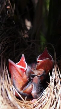 Two newborn baby birds with open beaks chirp hungrily while waiting in their nest for their parents to return with food, showcasing the vulnerability and instinct of new life in the wild