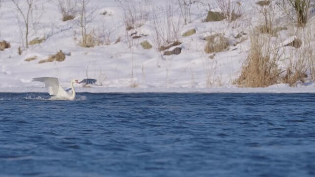 A swan landing in the water of the Narew River in Poland