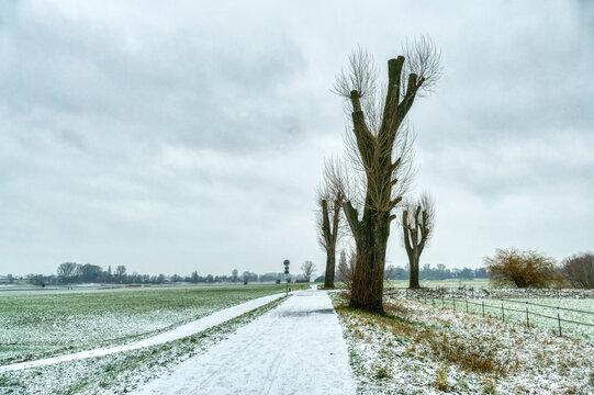 Winterlandschaft mit einigen B&auml;umen am Rhein in Kaiserswerth