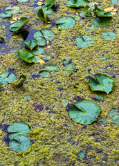 694-30 Lily Pads and Duckweed
