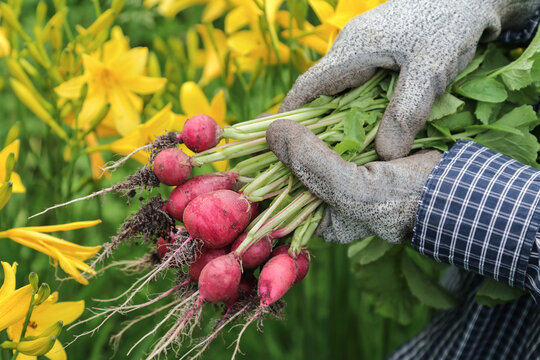 Farmer hands in gloves harvesting picking organic fresh dirty red radish harvest close up in garden with yellow flowers
