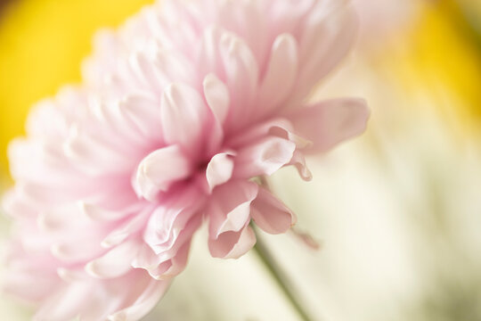 A single beautiful pink flower in a soft focus.