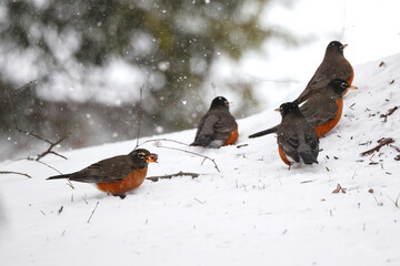 Flock American Robins Eating Bradford
