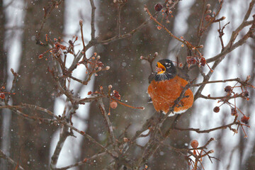 American Robins Eating Bradford Pewar