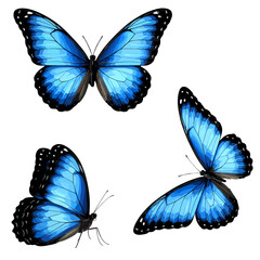 butterfly without background, png