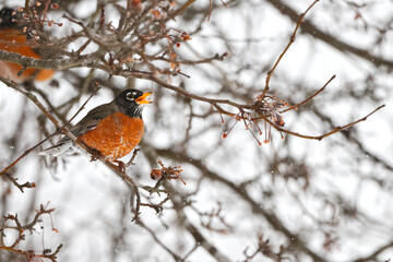 American Robins Eating Bradford Pewar