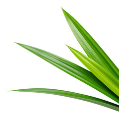 Fototapeta premium Fresh Green Pandan Leaves Isolated On A Transparent Background Highlighting Their Vibrant Texture