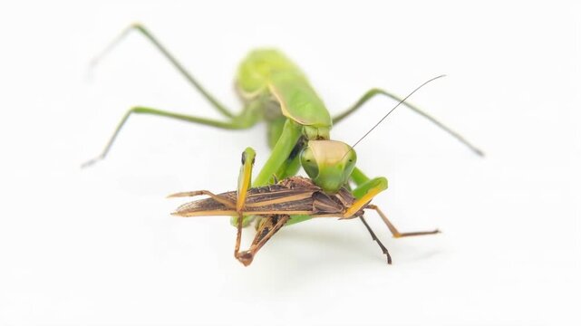 A grasshopper uses its strong legs to catch a smaller bug. It then lifts the bug to its mouth and starts to eat it. This shows the grasshopper's feeding behavior.