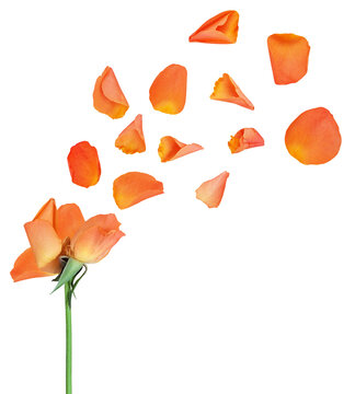wilted rose, losing petals isolated on transparent background. Romantic design