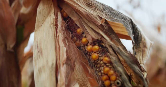 Unhealthy corn plant with damaged ear and dried husks. Farming and crop health problem concept