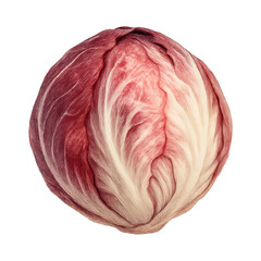 Obraz premium PNG Vibrant radicchio cabbage illustration