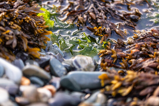 close-up of seaweed and bladder wrack on rocks on the shore of Ogunquit, Maine