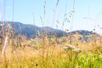 Obraz premium Natural mountain meadow with yellow dry grass, herb and wildflowers under clear blue sky in sunny day, creating warm and peaceful summer nature landscape.