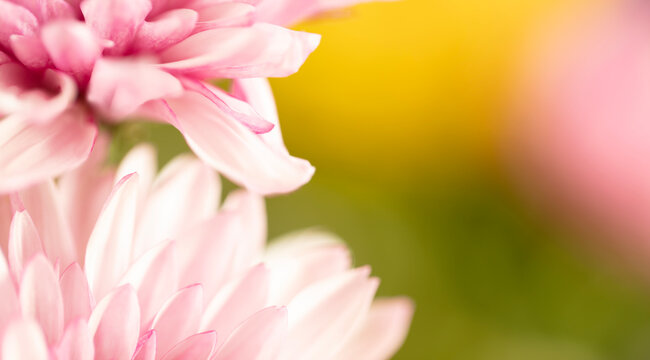 A beautiful pink and white flower with a green and yellow background in a horizontal presentation with plenty of room for text.