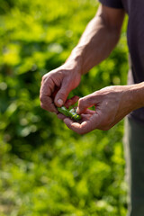 Detail of a farmer's hands shelling fresh broad beans outdoors. Fresh agricultural harvest.
