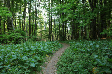 Carpathian forest in the Bukowe Berdo region in the Bieszczady Mountains, Poland