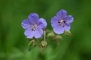 Meadow crane's-bill in Bieszczady Mountains, Poland