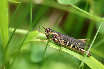 Common field grasshopper in Bieszczady Mountains, Poland