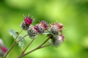 Greater burdock in Bieszczady Mountains, Poland