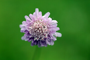 Knautia - widow flower in Bieszczady Mountains, Poland
