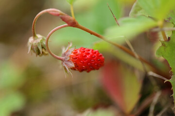 Wild strawberry on a branch in the forest in Bieszczady Mountains, Poland