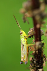Green grasshopper on a leaf in Bieszczady Mountains, Poland