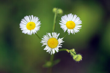 Daisy fleabane in Bieszczady Mountains, Poland