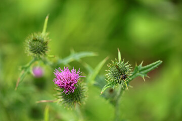 Milk thistle in Bieszczady Mountains, Poland