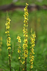 Black mullein in Bieszczady Mountains, Poland