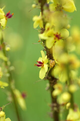 Black mullein in Bieszczady Mountains, Poland
