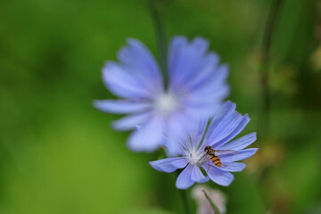 Common chicory in Bieszczady Mountains, Poland