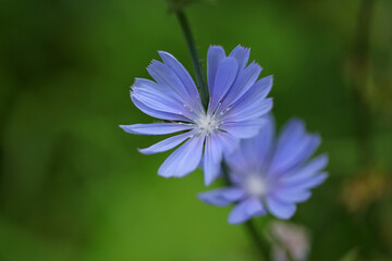 Common chicory in Bieszczady Mountains, Poland