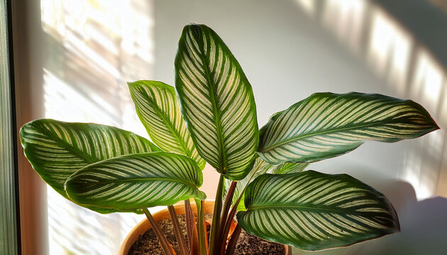 Calathea Makoyana Known As Peacock Calathea The Peacock Plant Prayer Plant Growing Indoors Close Up Of Striped Leaves