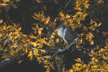 Fluffed-Up Black-Crowned Night Heron (Nycticorax Nycticorax)
