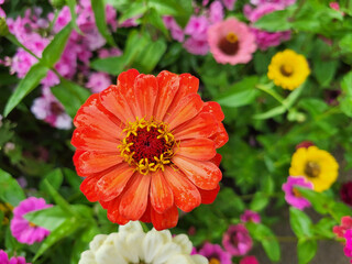 Obraz premium Close-up of a zinnia flower in the garden. Romantic garden