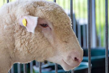 A close-up profile of a domestic sheep (Ovis aries) with a thick wool coat and a yellow ear tag, resting in a metal pen at a summer county fair.