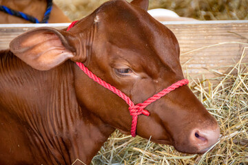 A close-up of a young reddish-brown beef calf (Bos taurus) wearing a red rope halter while resting on straw bedding at a summer rural county fair.