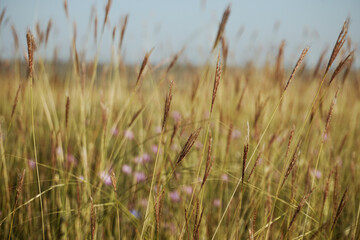 Fototapeta premium Golden wheat field at sunset