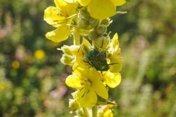 Green bug on yellow flower