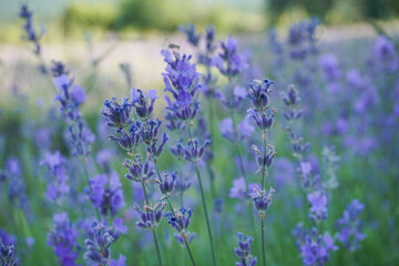 Obraz premium Wild lavender flowers in the field