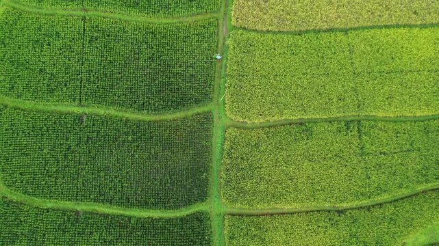 Slow Forward Drone Movement Over Green and Yellow Rice Paddy Fields Showing Agricultural Patterns from Above