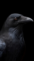Obraz premium Close-up portrait of a black raven with dark brown eyes against a black background