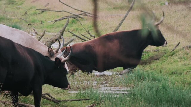 Large herd of wild aurochs walking through a puddle in a grassy marshland environment