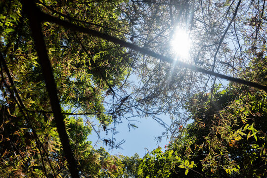 Naturaleza Morelos  Amate Ahuehuete tabachin