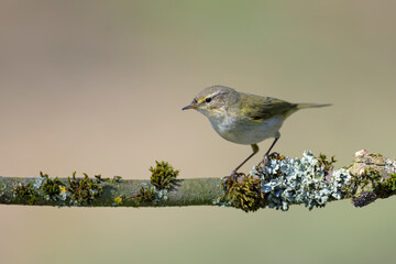Fitis willow warbler  Phylloscopus trochilus