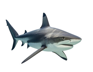 Fototapeta premium Blacktip Reef Shark Front-Facing Perspective, Approaching View, isolated on transparent background, Generative AI