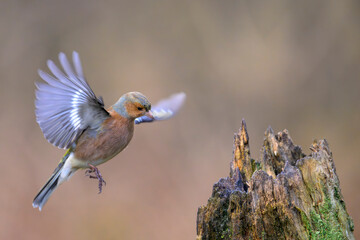 Buchfink Fringilla coelebs chaffinch
